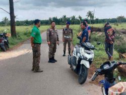 Belasan Pohon Cemara di Tanjung Bunga Ditebang Tanpa Izin