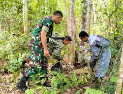 Dalam Monitoring, Babinsa Koramil 431-01/ Jebus Dukung Budidaya Madu Kelulut Bumdes Air Gantang